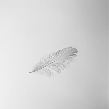 Minimalist White Feather on Clean White Background Symbolizing Lightness and Simplicity photo