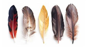 Five different colored feathers are shown on a white background photo