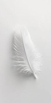 Elegant White Feather on Minimalist Background photo