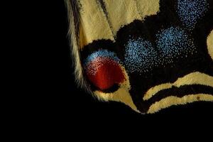 Old World butterfly macro from red patch and blue scales photo