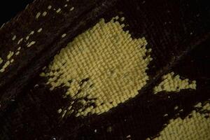 Old World butterfly microphotograph from yellow patch that is a few mm diameter photo