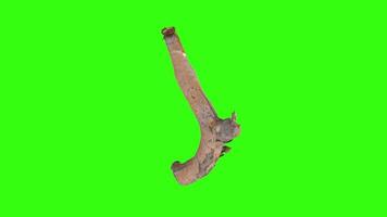 3D rendering of an organic-shaped structure on bright green background video