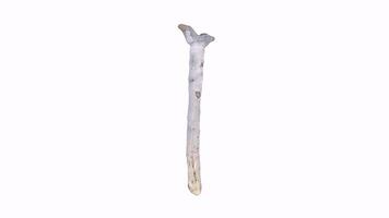 3D rendering of a unique wooden stick with natural texture and shape video