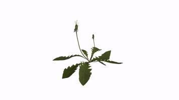 3D rendering of a dandelion plant showcasing its unique features and structure video