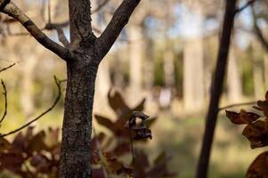 A close up of a tree photo