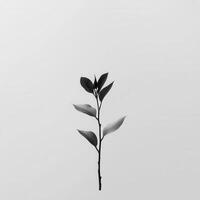 Minimalist black plant sprig, white background photo