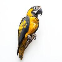 Yellow-shouldered Parrot perched, studio, white backdrop, pet photo