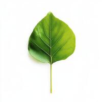 Single green leaf, studio shot, white background, nature design photo