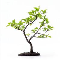 Studio Bonsai Tree, Green Leaves, White Background, Zen photo