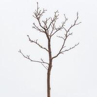 Bare tree winter landscape, minimalist design photo