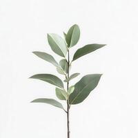 Greenery sprig, white background, studio shot, design element photo