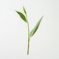 Green sprout, studio shot, white background, nature photo