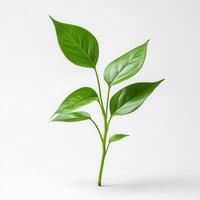 Green sprout growing, studio shot, white background, eco design photo