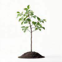 Young sapling, soil, white background, growth photo