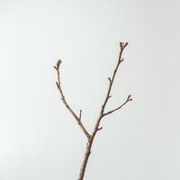 Bare branch, studio shot, white background, minimalist design photo