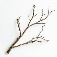 Bare branch, white backdrop, minimalist design, nature photo