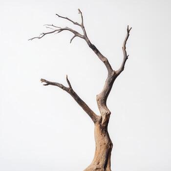 Dead tree studio shot, white backdrop, nature design photo