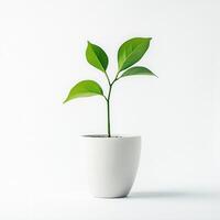 Sapling growth, white pot, studio, minimalist photo