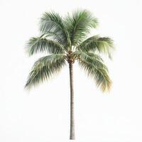 Tropical Palm Tree Isolated White Background photo