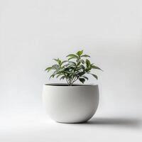 White pot plant minimalist studio shot photo