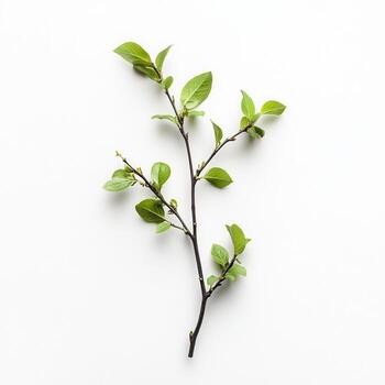 Spring twig, leaves, white, growth, nature photo
