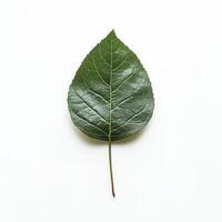 Single green leaf on white backdrop photo