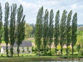 A row of trees at the seien river photo