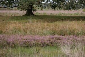 A field with purple flowers and trees photo