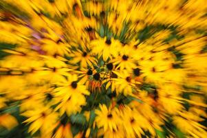 A blurry image of yellow flowers in a field photo