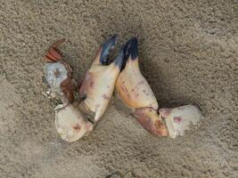 beach of egmond at the dutch north sea photo