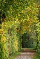 A path lined with trees and bushes photo