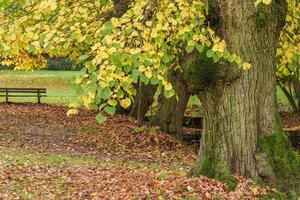 A bench is sitting under a tree in a park photo