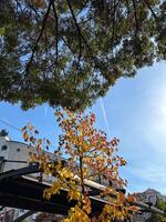 Autumn leaves and branches frame a clear blue sky above a sunny urban street. Natural beauty complements the surrounding architecture and adds a seasonal fall touch photo