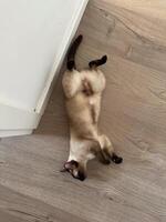 Siamese cat resting on its back in a playful pose on a wooden floor. Pet concept photo