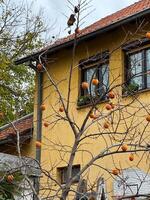 Leafless tree with bright orange persimmons against the backdrop of a yellow house. Vibrant fruit and rustic setting evoke the charm of countryside life photo
