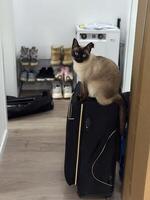 Siamese cat perches on a black suitcase in a modern, tidy room. Curious and playful nature of pets in a travel themed setting photo