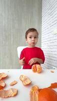 Child enjoys peeling and eating oranges. Young child with a red shirt sits at a table, peeling oranges and savoring the fruit leftovers around him. Vertical video