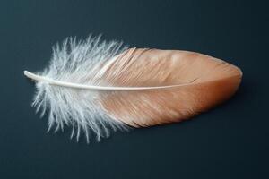 Single soft brown feather on dark background photo