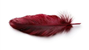 Single dark red feather on white background photo