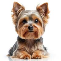 Cute Yorkshire Terrier Dog with White Background photo