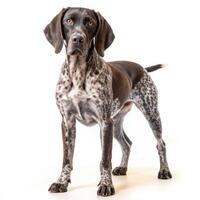 Full View of German Shorthaired Pointer Dog on White Background photo