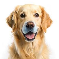 Golden Retriever on White Color Background photo