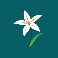 Elegant Zephyranthes Flower Illustrations for Canvas Projects vector