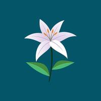 Exclusive Zephyranthes Flower Vectors Graphics