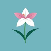 Vecteezy Top Zephyranthes Flower Canvas Illustrations vector
