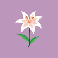 Zephyranthes Flower Graphics for Canvas Prints vector