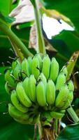 Cluster of Unripe Green Bananas on Plant photo