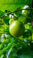 Green Passion Fruit on Vine photo