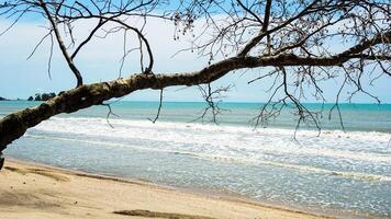 Serene Beach View Framed by a Tree Branch Under a Clear Blue Sky photo