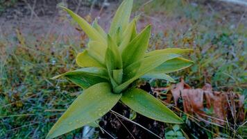 Green Plant with Dew Drops in Natural Setting photo